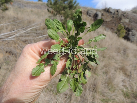 pepperweed, field